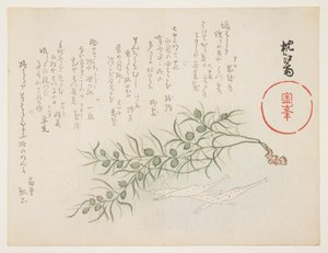 Kleine witte vis en waterplant, ca. 1854-59 door Chinksai